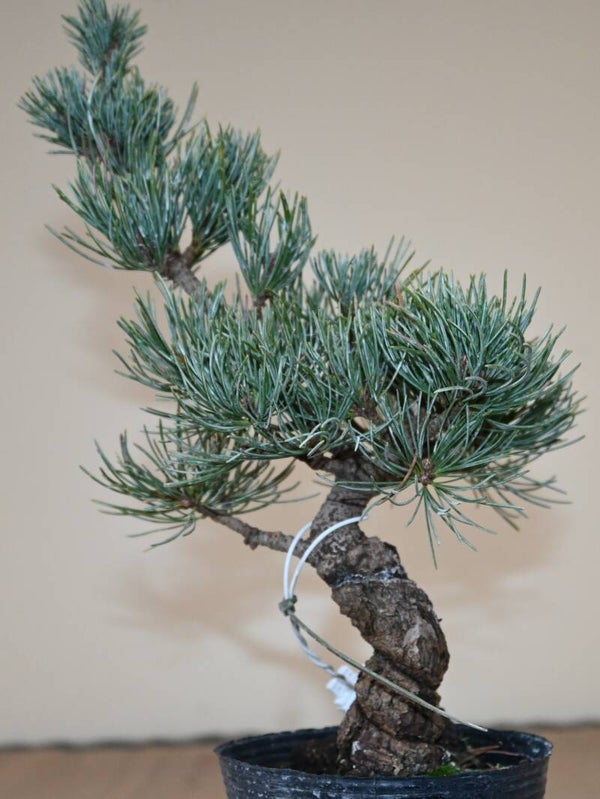 Pinus Parviflora