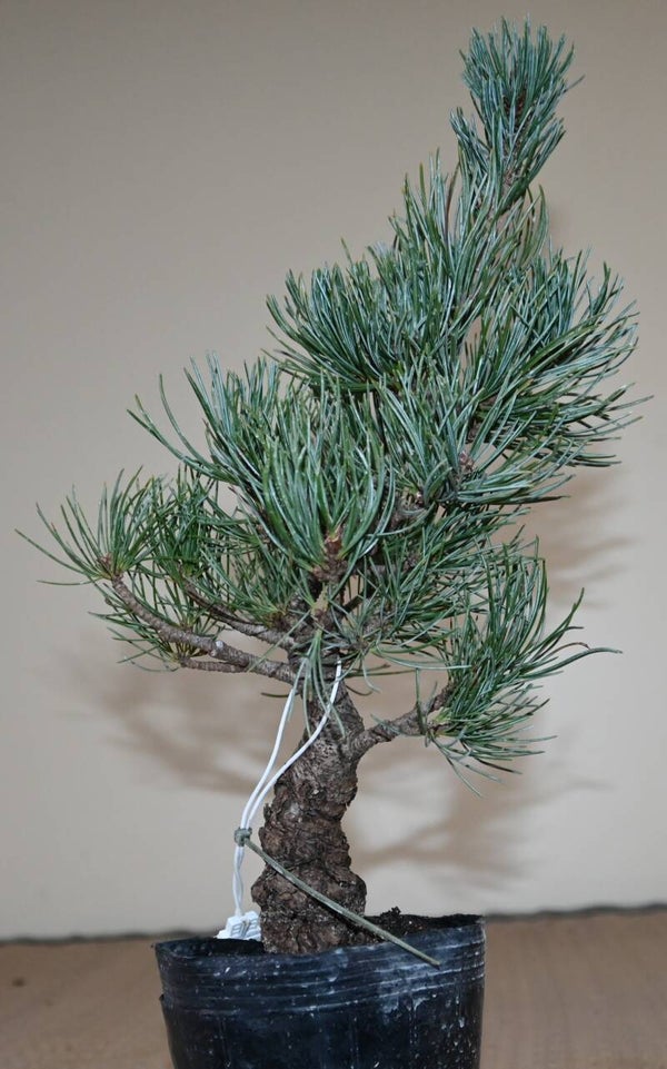 Pinus Parviflora