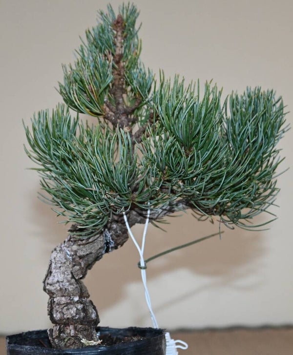 Pinus Parviflora