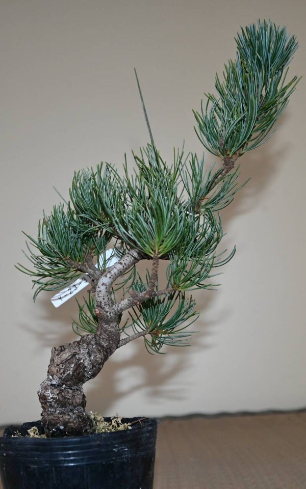Pinus Parviflora