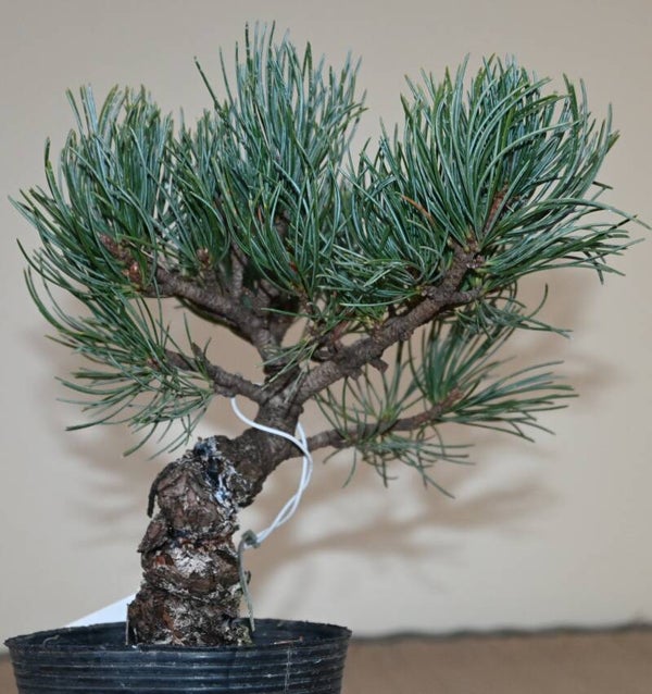 Pinus Parviflora
