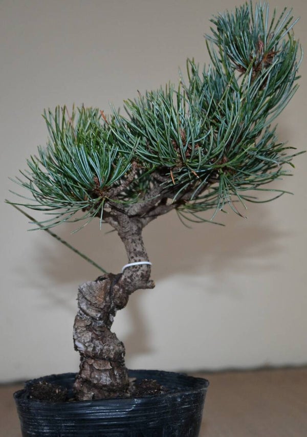 Pinus Parviflora