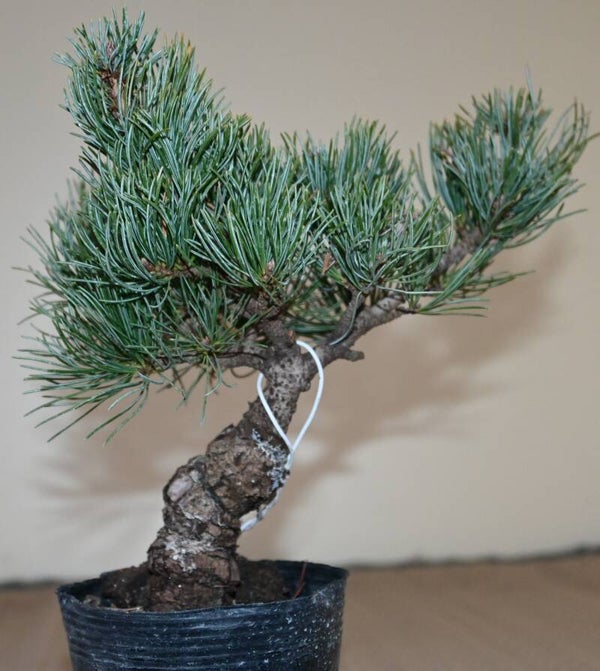 Pinus Parviflora