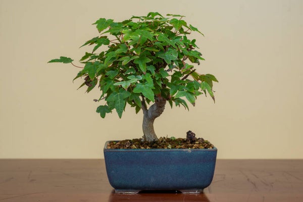 Acer Buergariaum