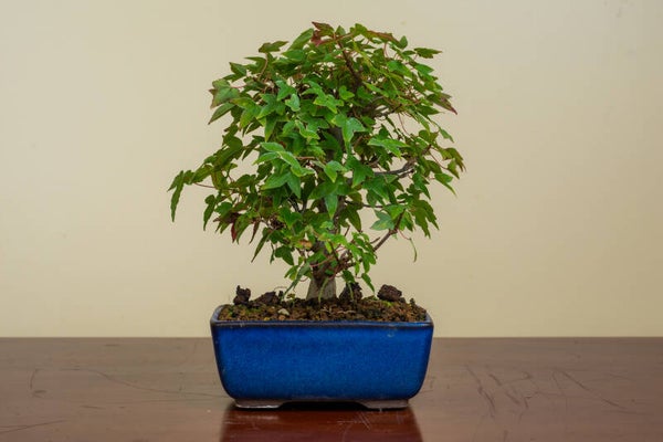 Acer Buergariaum