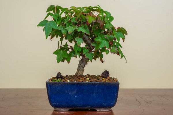 Acer Buergariaum