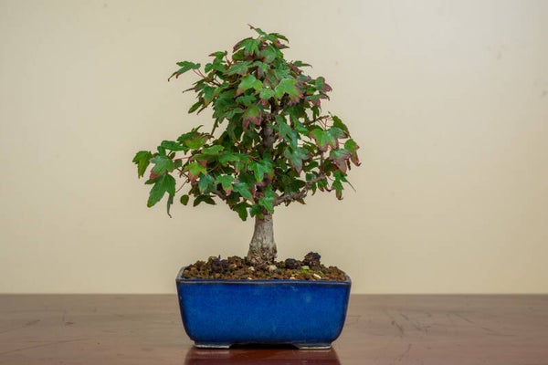 Acer Buergariaum