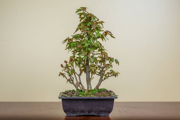 Acer Buergariaum