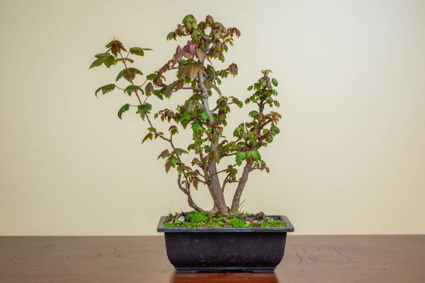 Acer Buergariaum