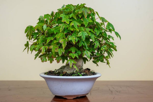 Acer Buergariaum