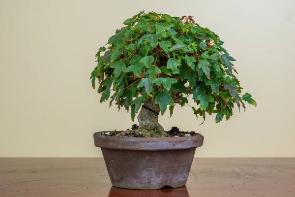 Acer Buergariaum