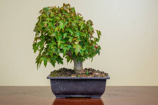 Acer Buergariaum