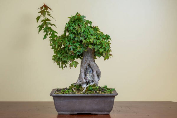 Acer Buergariaum