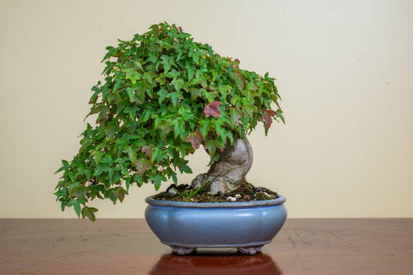 Acer Buergariaum