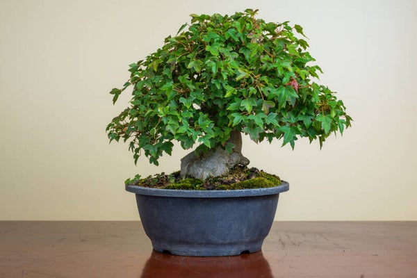 Acer Buergariaum
