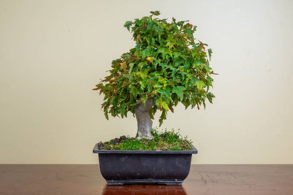 Acer Buergariaum