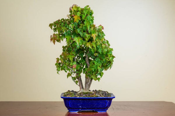 Acer Buergariaum