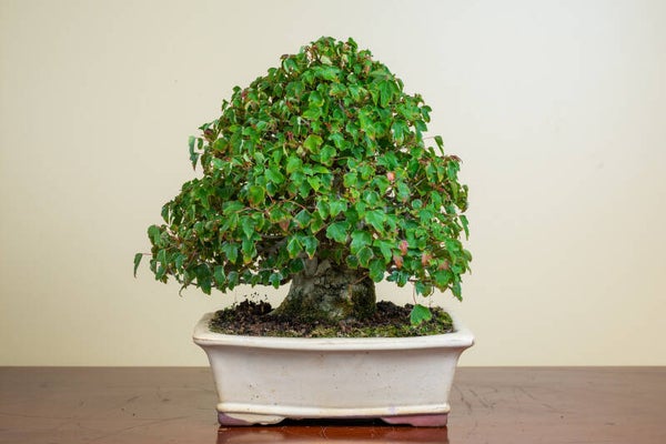 Acer Buergariaum