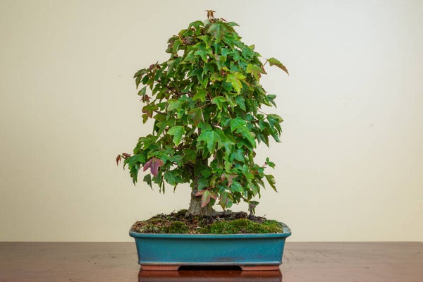 Acer Buergariaum