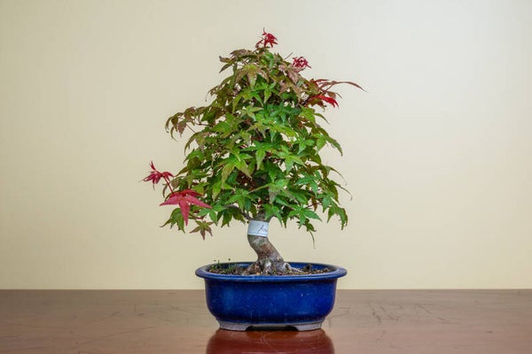 Acer Palmatum