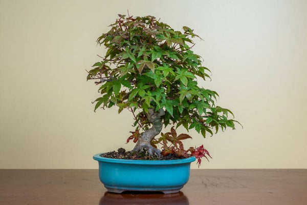 Acer Palmatum