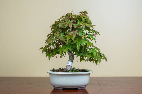 Acer Palmatum