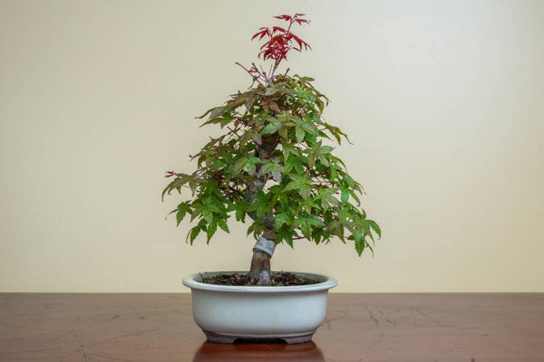 Acer Palmatum