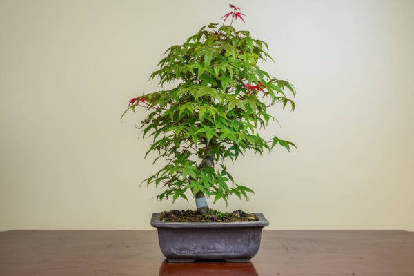 Acer Palmatum