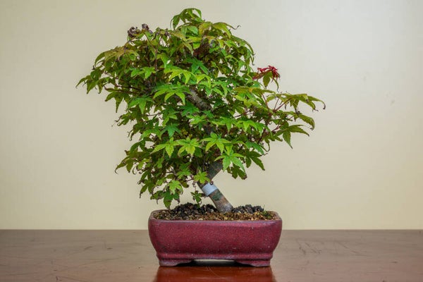 Acer Palmatum