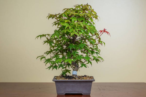 Acer Palmatum