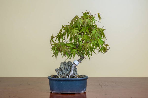 Acer Palmatum