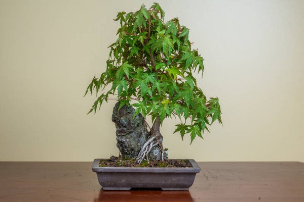Acer Palmatum