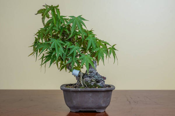 Acer Palmatum