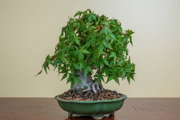 Acer Palmatum