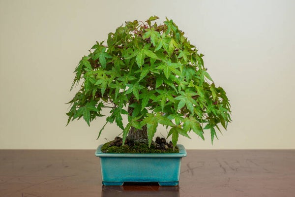 Acer Palmatum