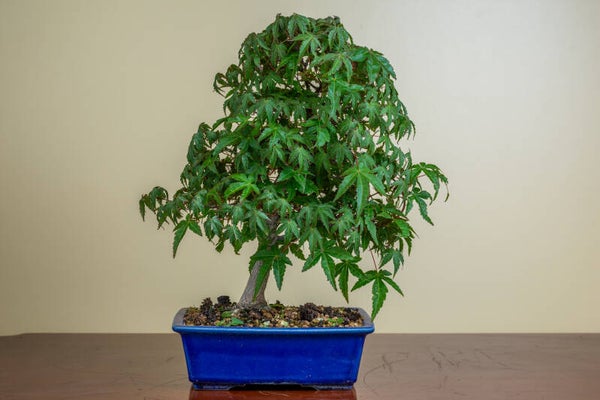 Acer Palmatum