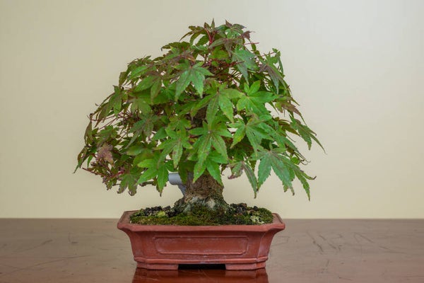 Acer Palmatum