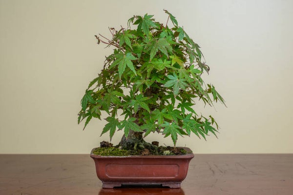 Acer Palmatum