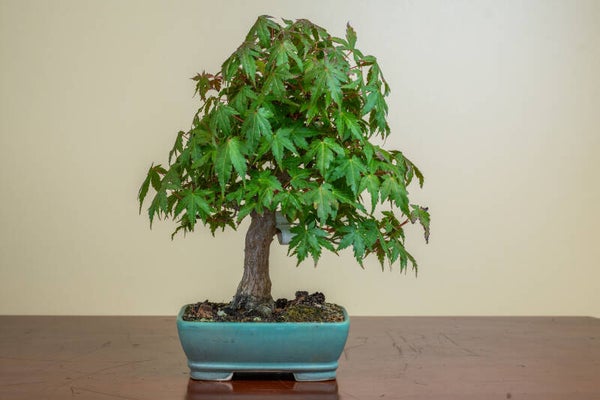 Acer Palmatum