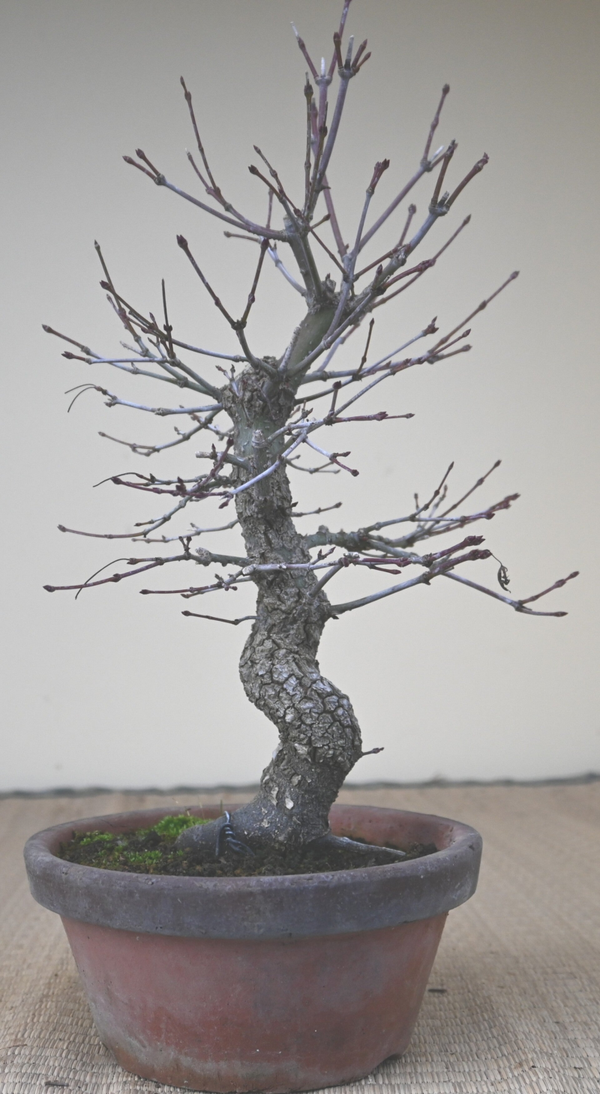 Acer Palmatum Arakawa