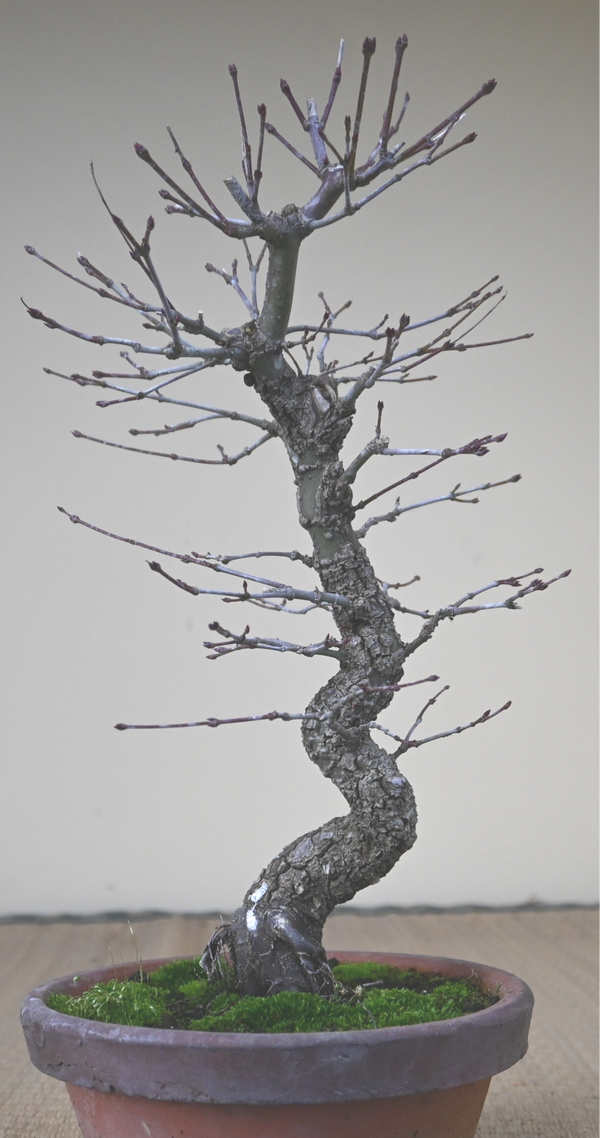 Acer Palmatum Arakawa