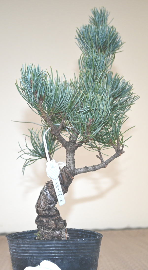 Pinus Parviflora