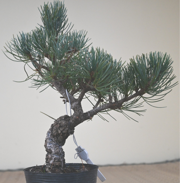 Pinus Parviflora