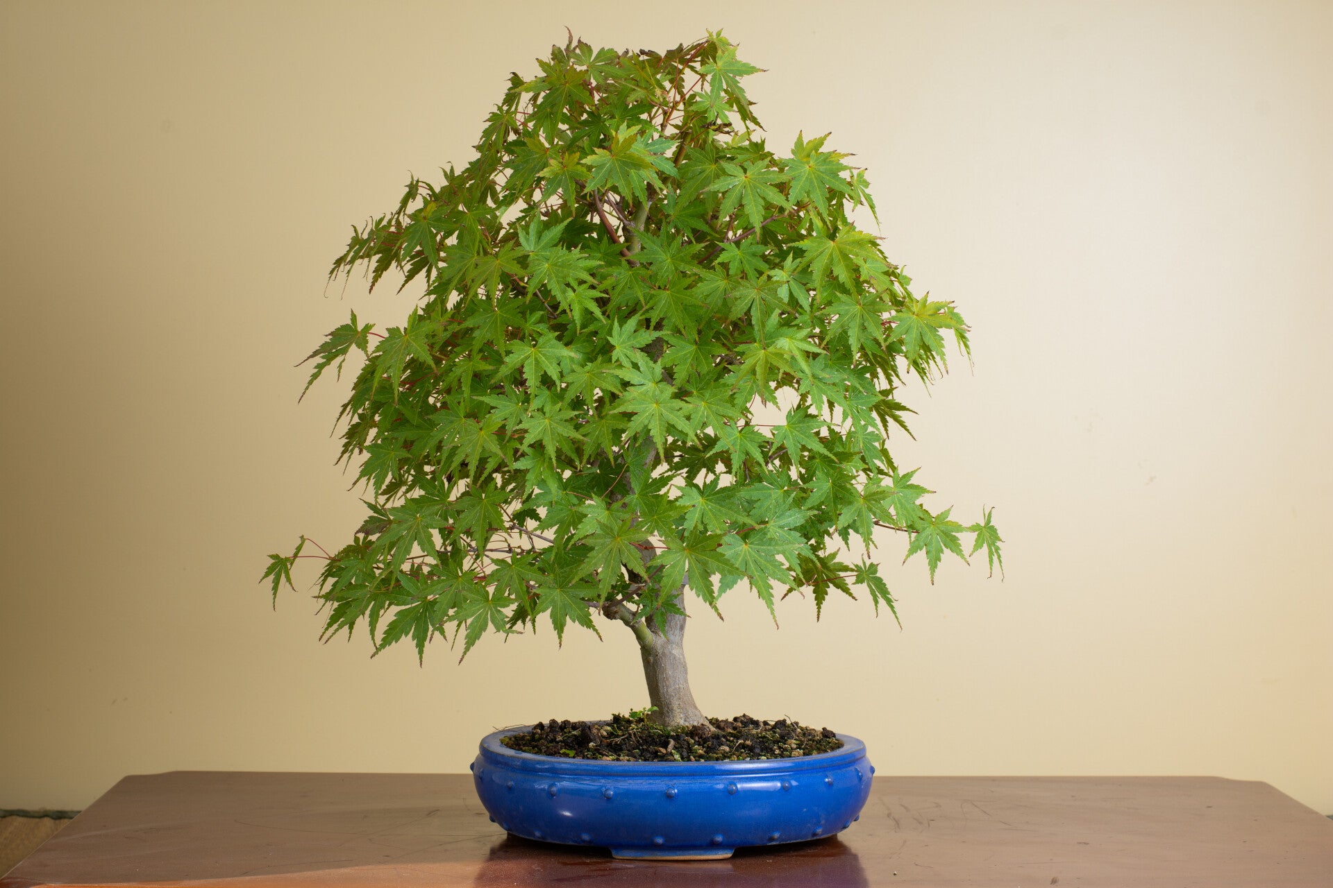 Acer Palmatum