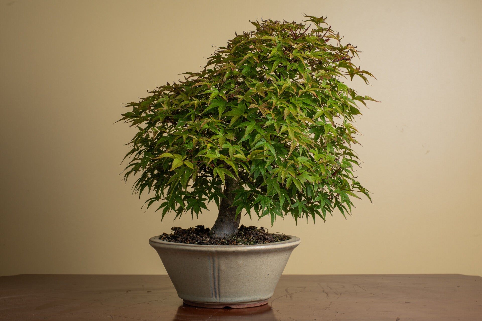 Acer Palmatum Benichidori
