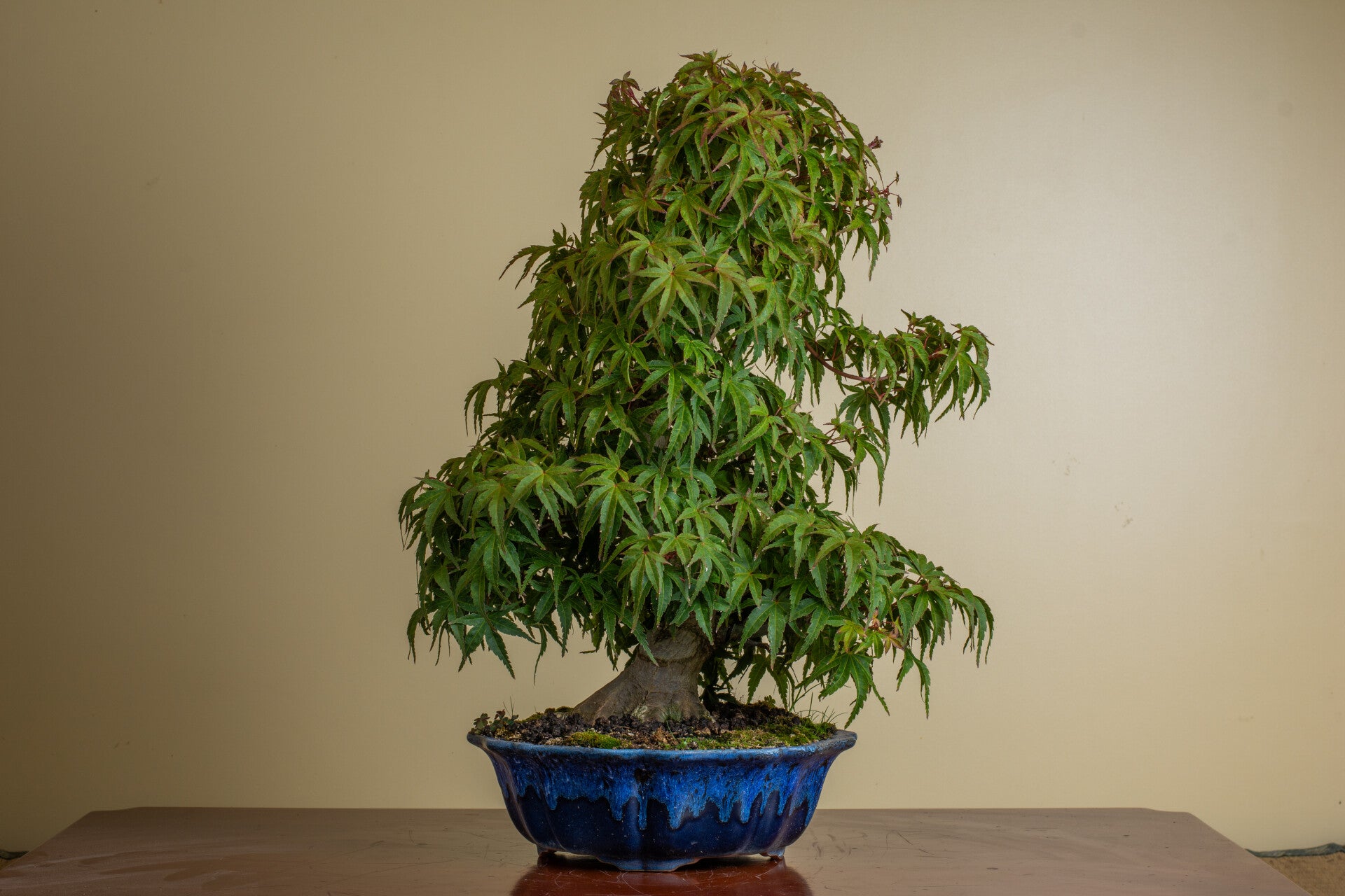 Acer palmatum Seigen