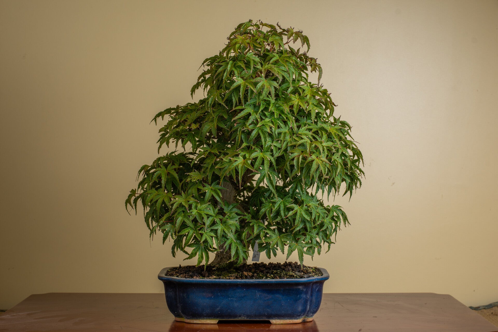 Acer Palmatum Seigen