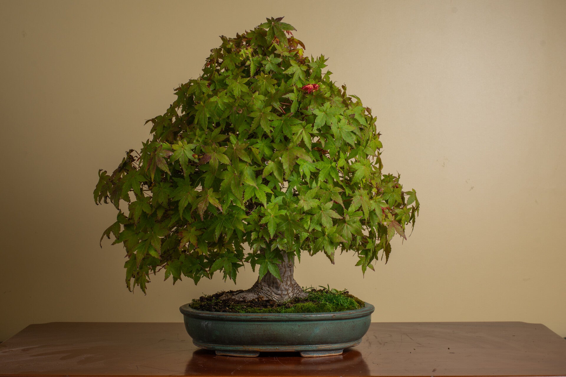 Acer Palmatum