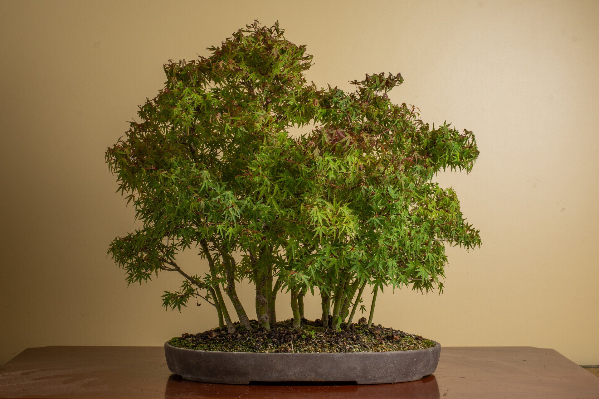 Acer Palmatum - bos