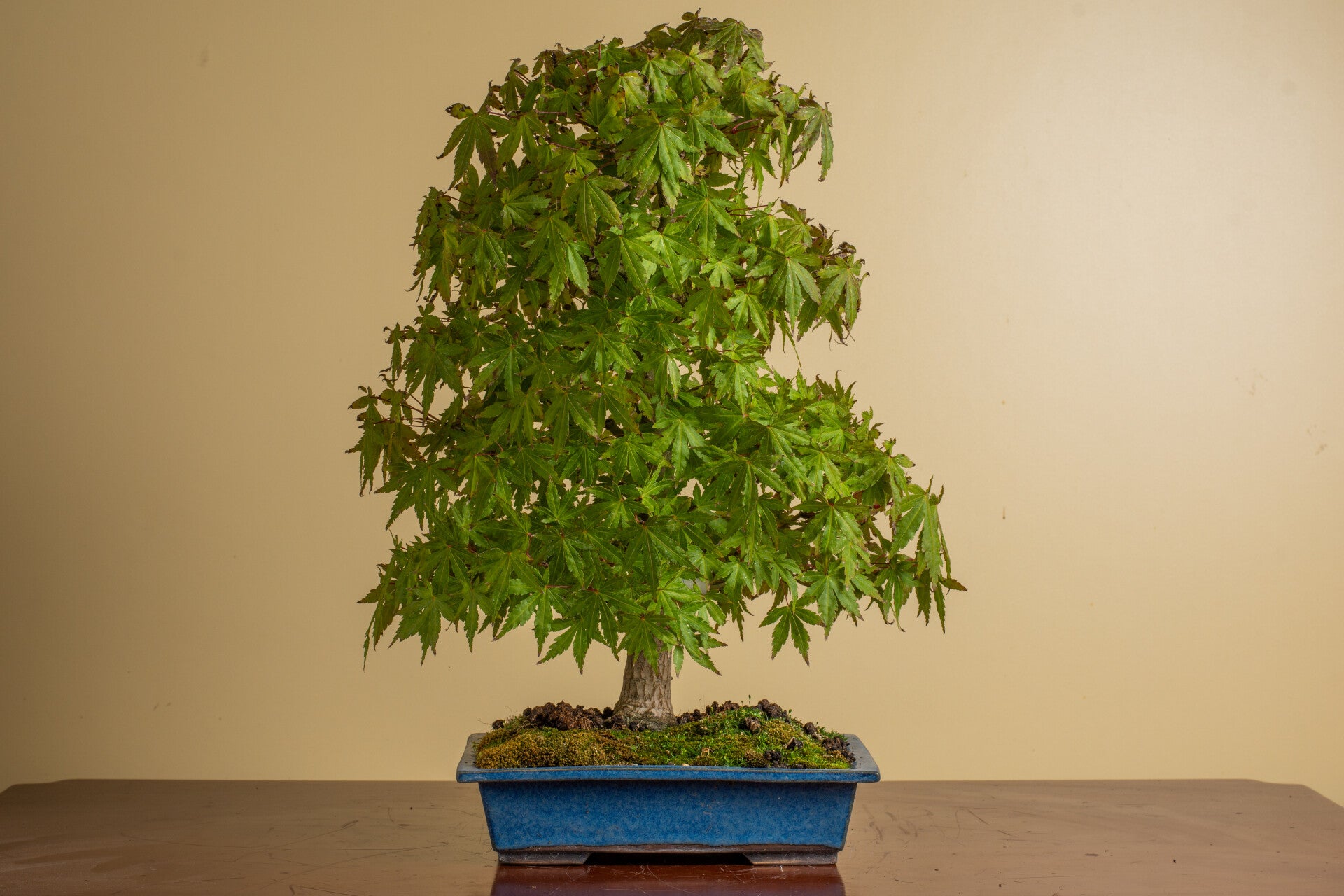 Acer Palmatum